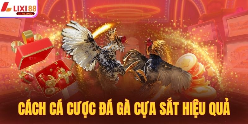 Cách cá cược đá gà cựa sắt hiệu quả cao 