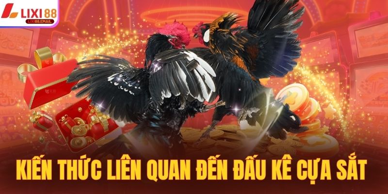 Kiến thức cơ bản liên quan đến đấu kê cựa sắt 